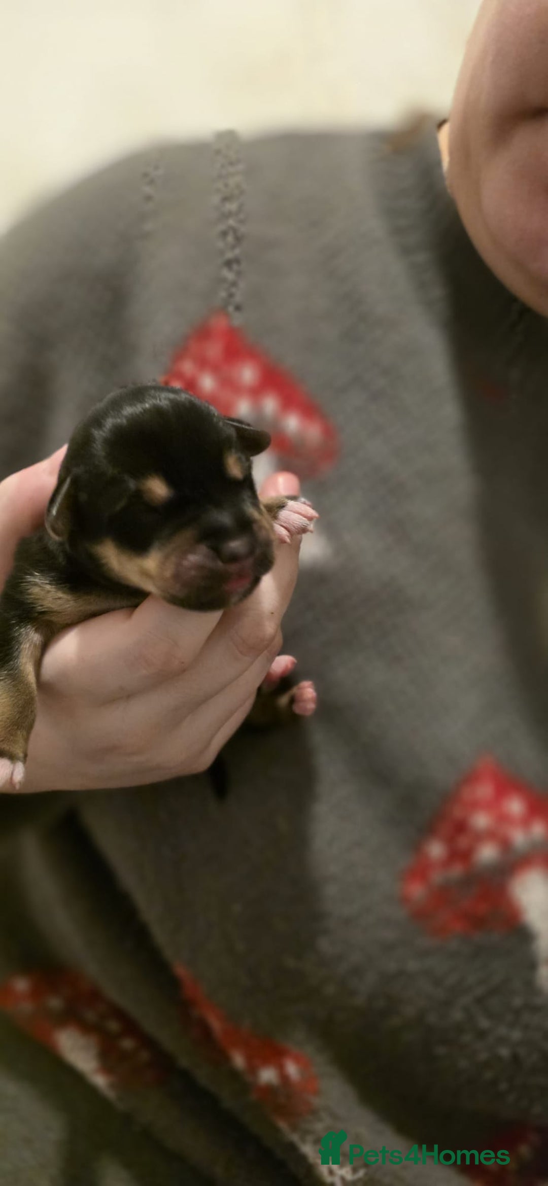 Mixed Breed dogs for sale: Gorgeous Husky x Staffy Puppies - Advert 3