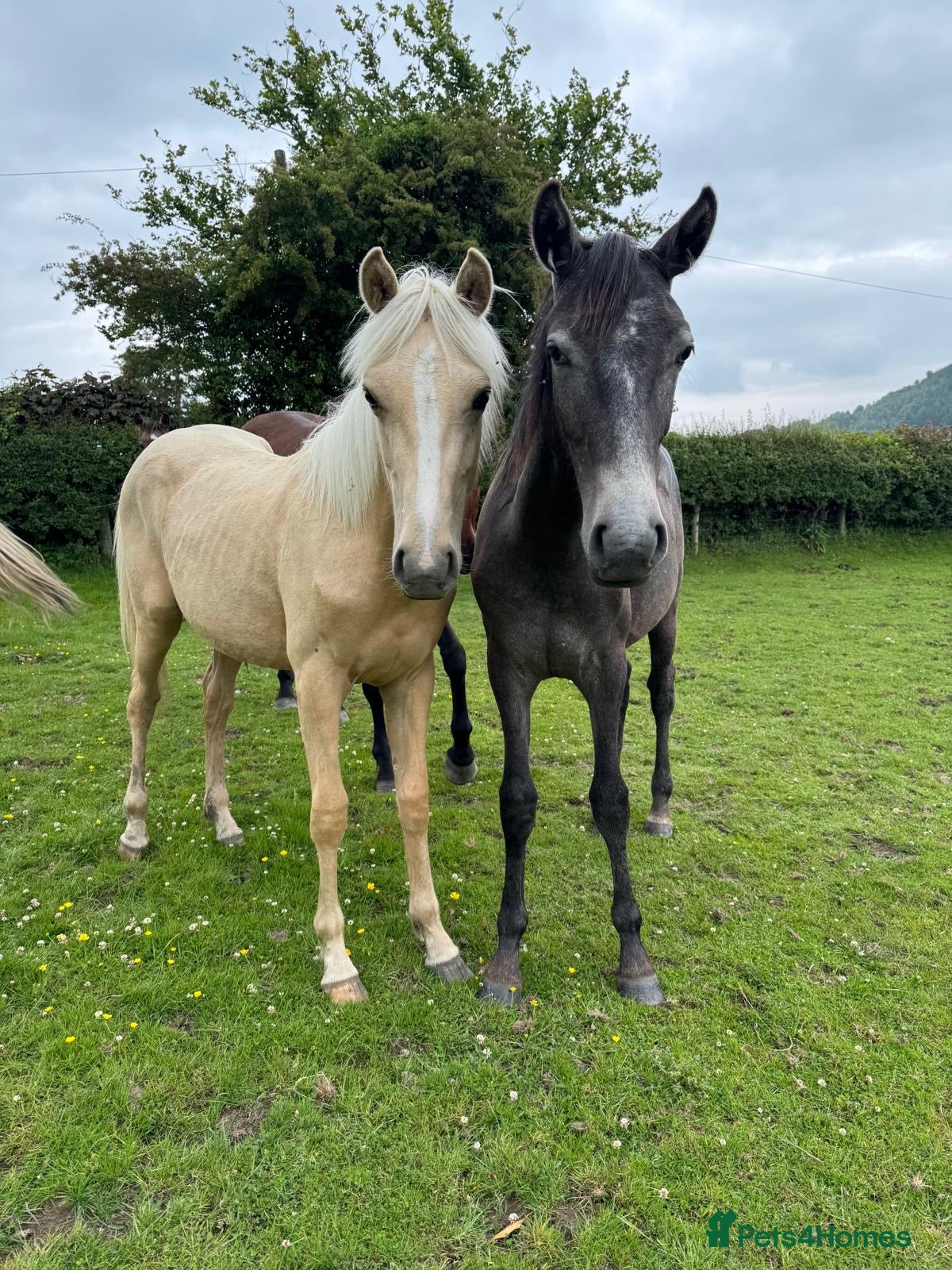 Irish Sports horses 2 Year Old Filly’s  - Advert 1