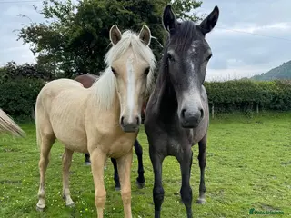 Irish Sports horses 2 Year Old Filly’s - Advert 1