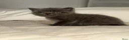 British Shorthair cats for sale: British shorthair X Scottish fold  - Advert 6