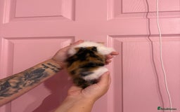 Bengal cats for sale: Bengal mix   in Manchester - Image 20