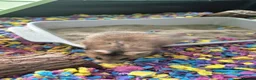 Hamster rodents for sale: Hamster and full set up available  - Advert 2