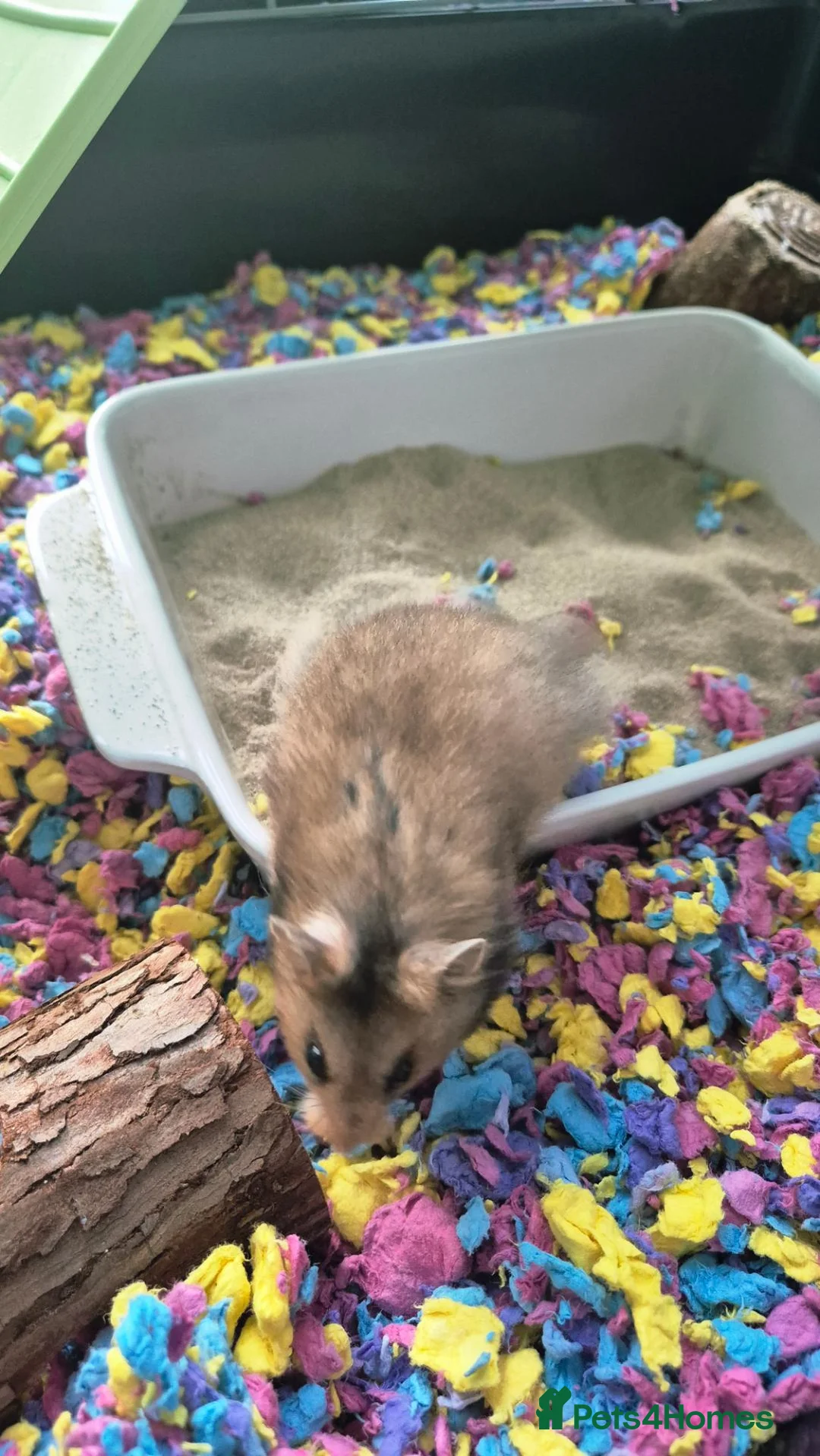Hamster rodents for sale: Hamster and full set up available  - Advert 2