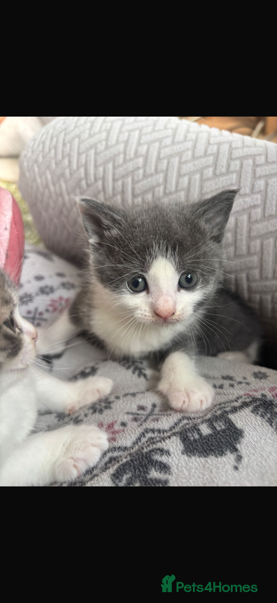 British Shorthair cats Beautiful grey kittens - Advert 1