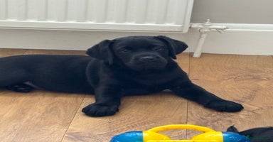 Labrador Retriever dogs - Advert 14