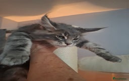 Maine Coon cats for sale: Xxl  full  mainecoon  kittens  in Crawley - Image 3