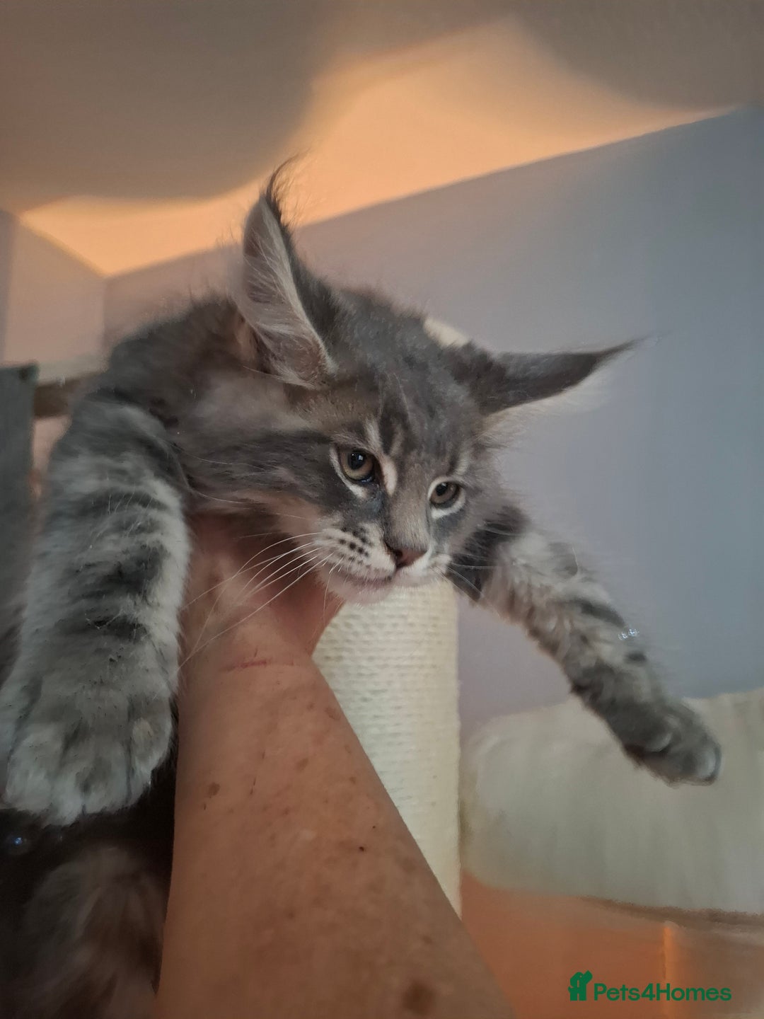 Maine Coon cats for sale: Xxl  full  mainecoon  kittens  in Crawley - Image 3