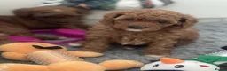 Toy Poodle dogs for sale: Toy Poodle  - Advert 6