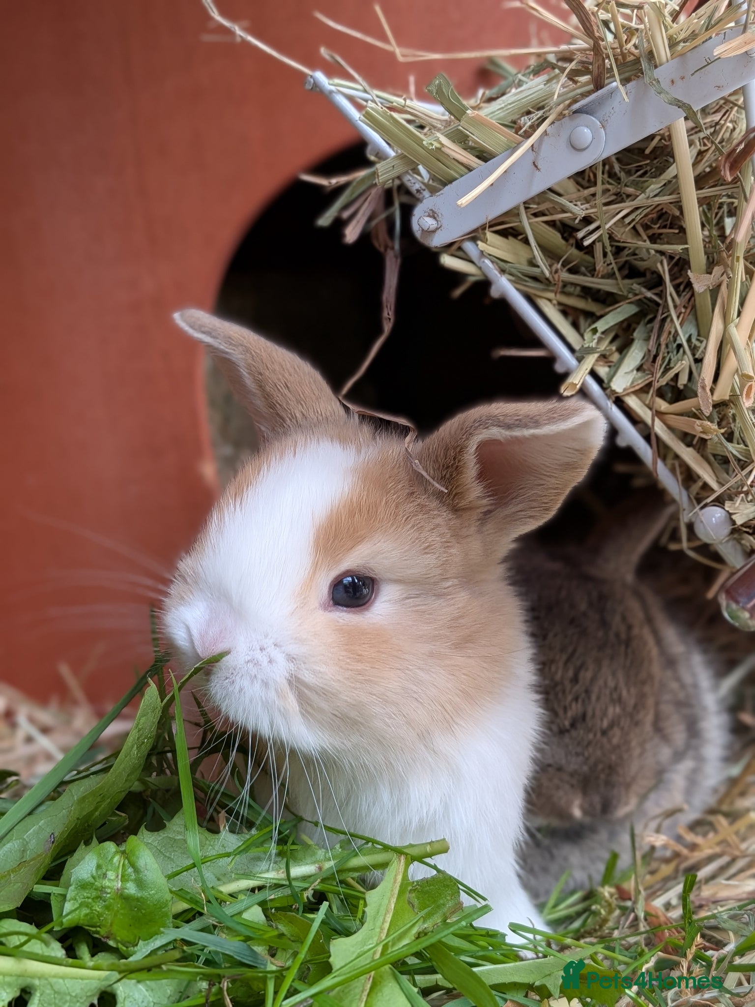 Mini Lop rabbits Friendly Mini Lops - Advert 19