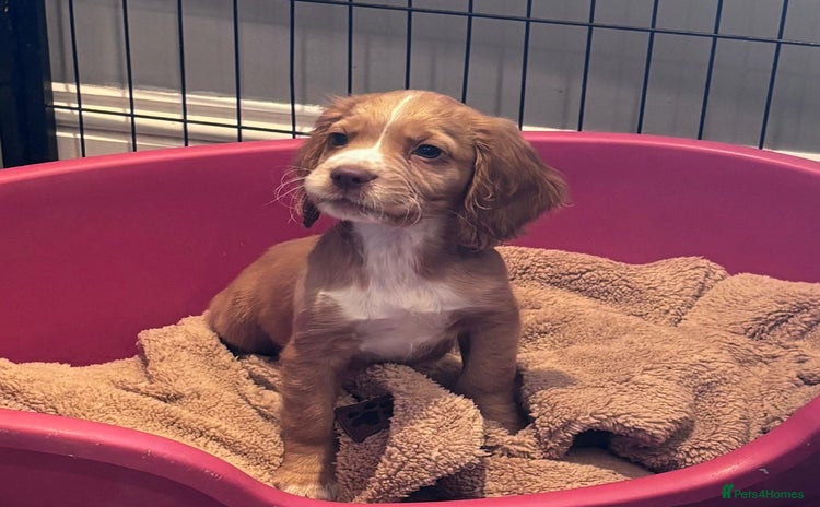 Cocker Spaniel dogs - Advert 2