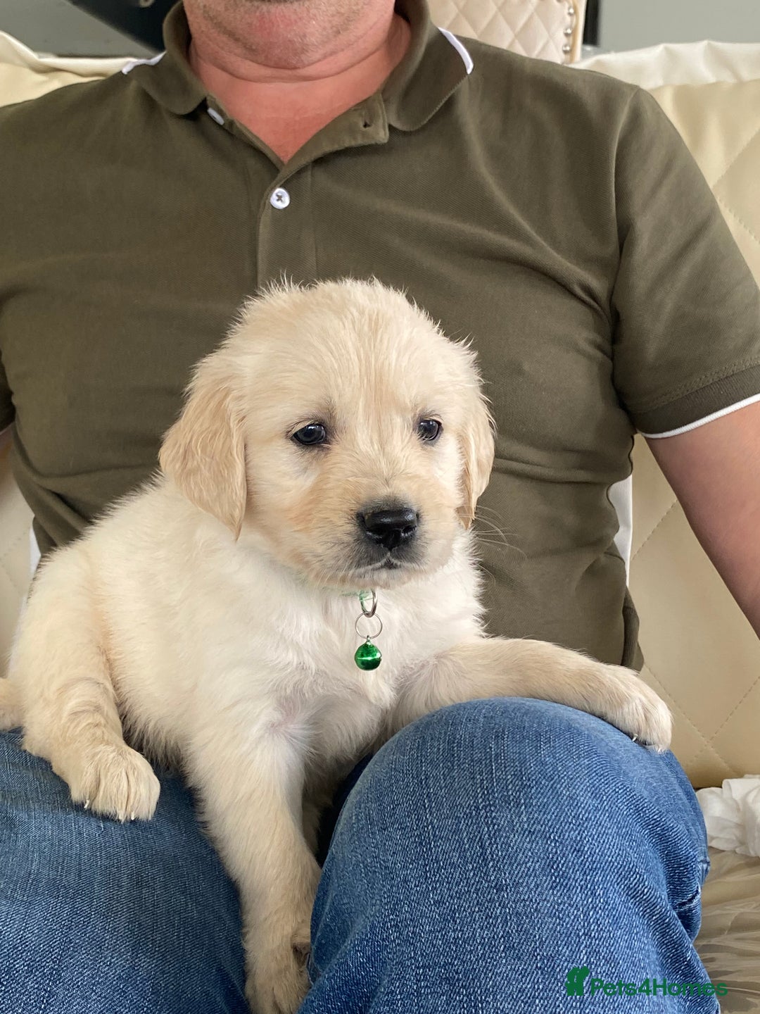 Golden Retriever dogs for sale: Fabulous golden retriever puppies  - Image 12
