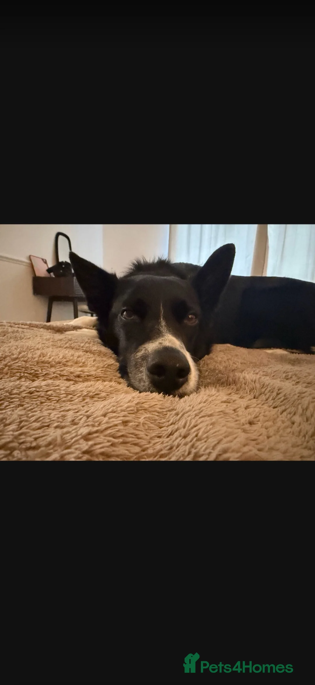 Border Collie dogs for sale: Stripe  in Barnoldswick - Advert 2