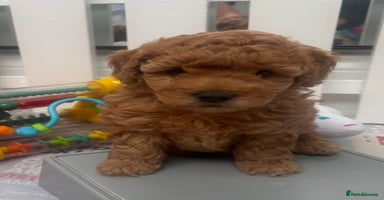 Cavapoo dogs - Advert 14