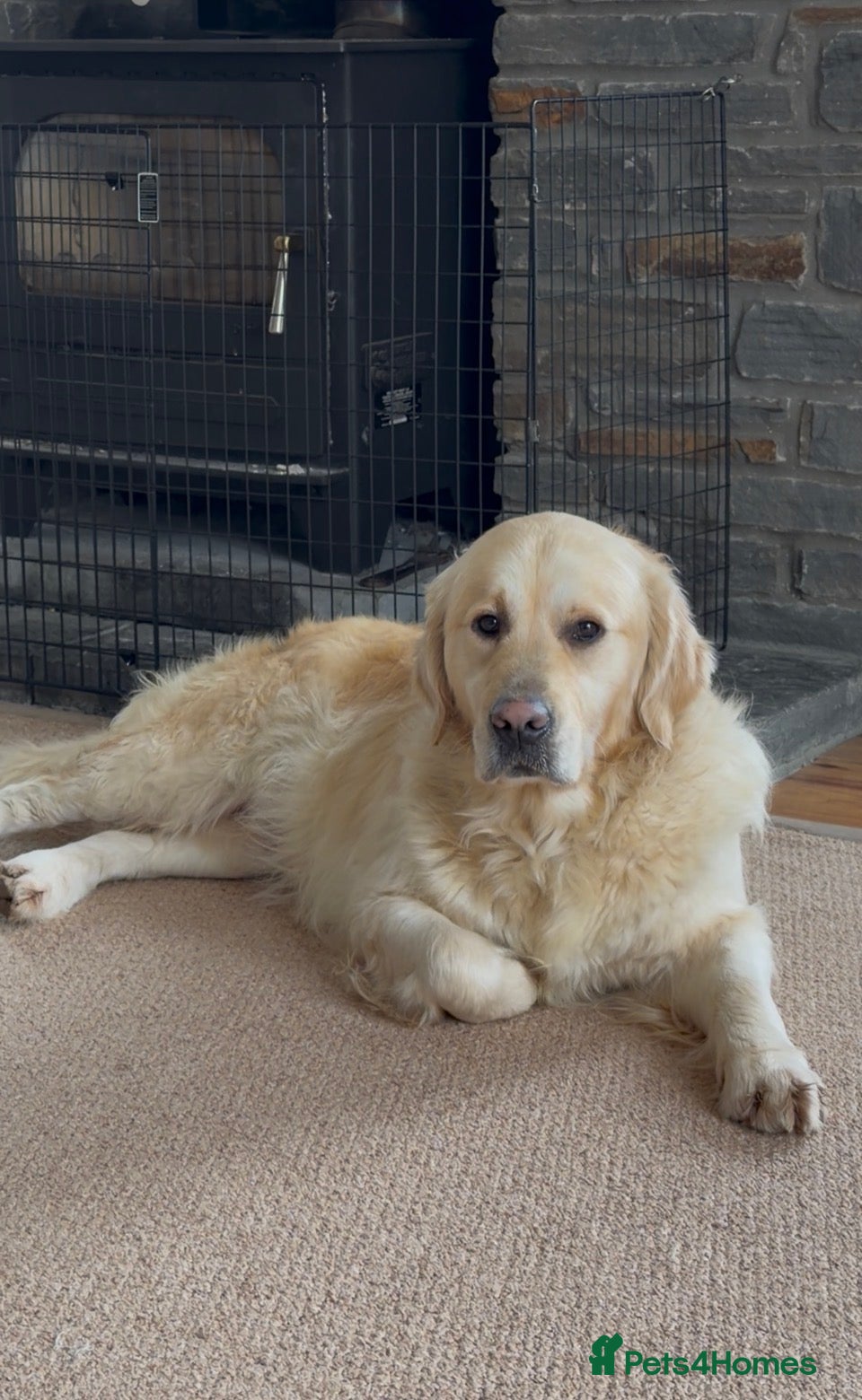 Golden Retriever dogs The Waiting List is Open!!! - Advert 2