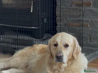 Golden Retriever dogs The Waiting List is Open!!! - Advert 2