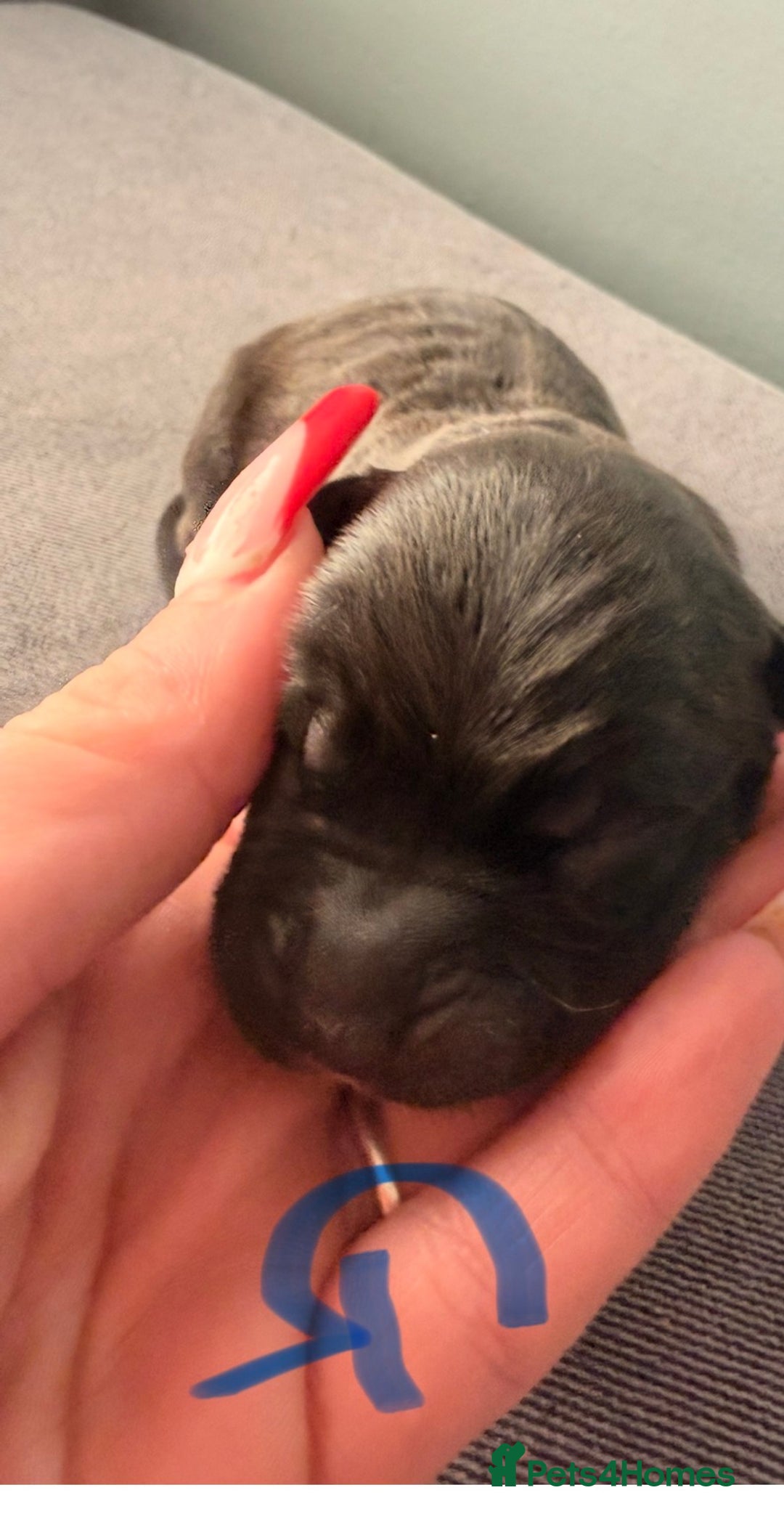 Presa Canario dogs for sale: Press canario pups  - Advert 10