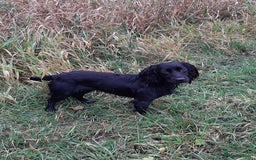 Cocker Spaniel dogs for sale: WORKING COCKER SPANIEL PUPPIES–EXCELLENT PEDIGREE - Image 5