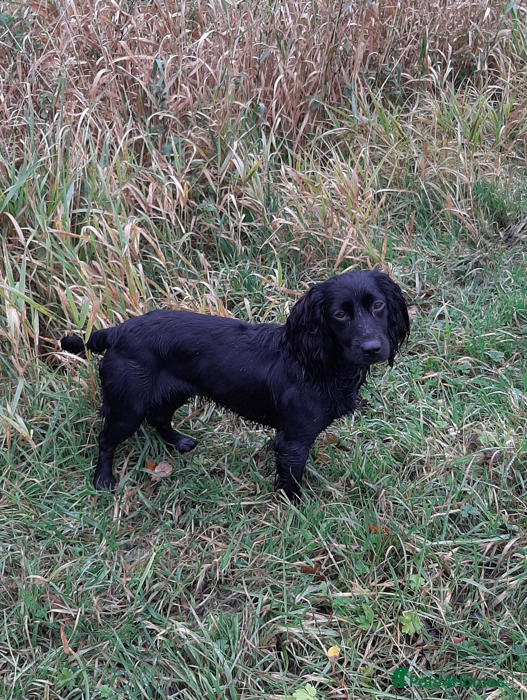 Cocker Spaniel dogs for sale: WORKING COCKER SPANIEL PUPPIES–EXCELLENT PEDIGREE - Image 5