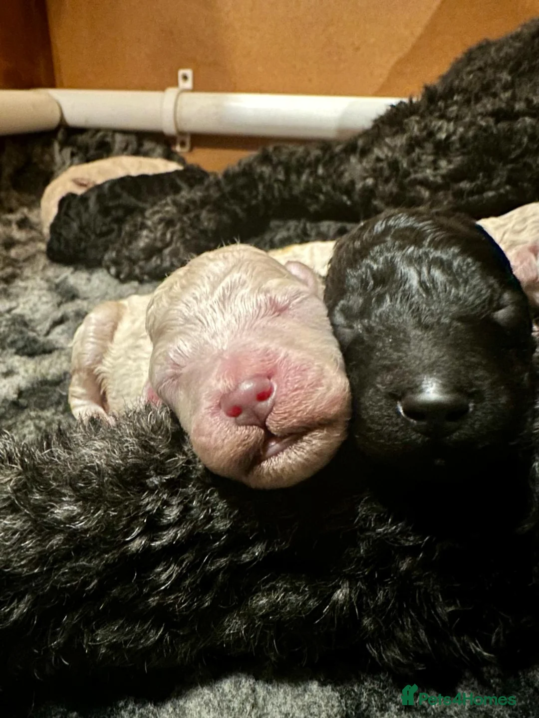 Standard Poodle dogs for sale: Seven Wonders of Standard Poodle Puppies - Advert 16