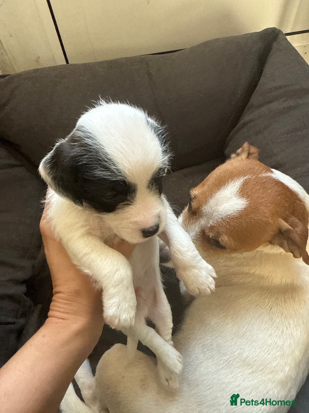 Jackapoo dogs for sale: Jackapoo - Advert 12