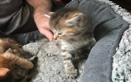 Mixed Breed cats for sale:  Fluffy Ginger Boy & Fluffy Tabby Girl Kitten - Image 4