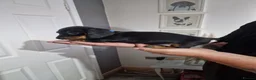 Miniature Dachshund dogs for sale: For Sale Beautiful KC reg Miniature Dachshunds in Leek - Advert 13