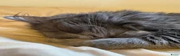 Mixed Breed cats for sale: Willow 3 yrs old Maine coon mix  in Cambridge - Advert 4
