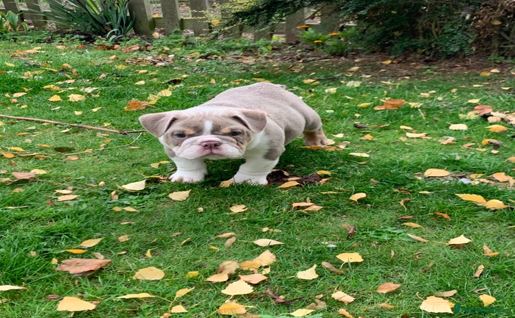 English Bulldog dogs - Advert 5
