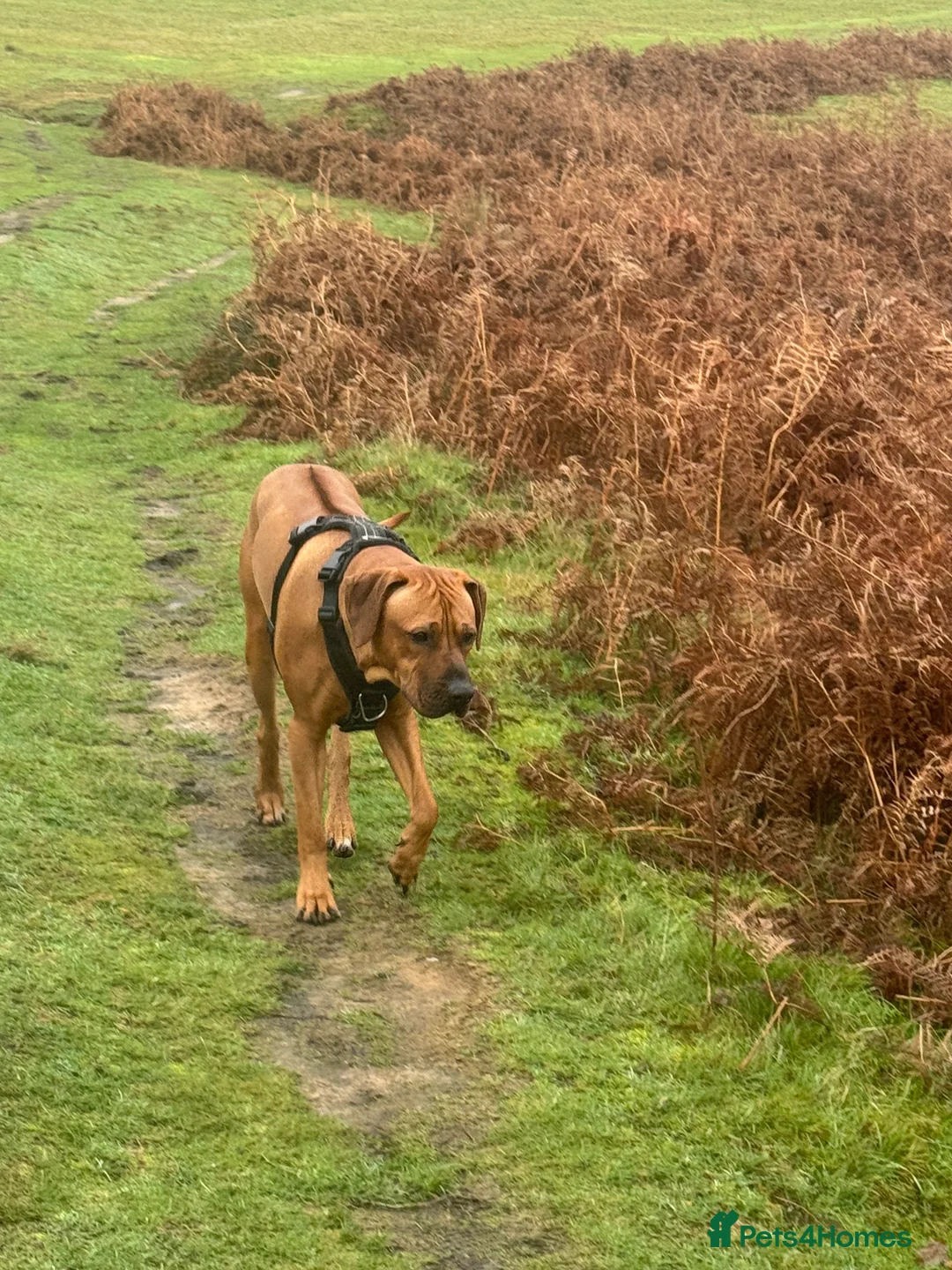 Rhodesian Ridgeback dogs for sale: Rhodi the ridgeback - Advert 2