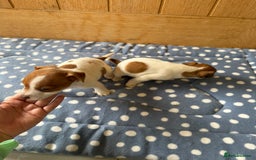 Jack Russell dogs for sale: Minature Jack Russell pups - Image 5