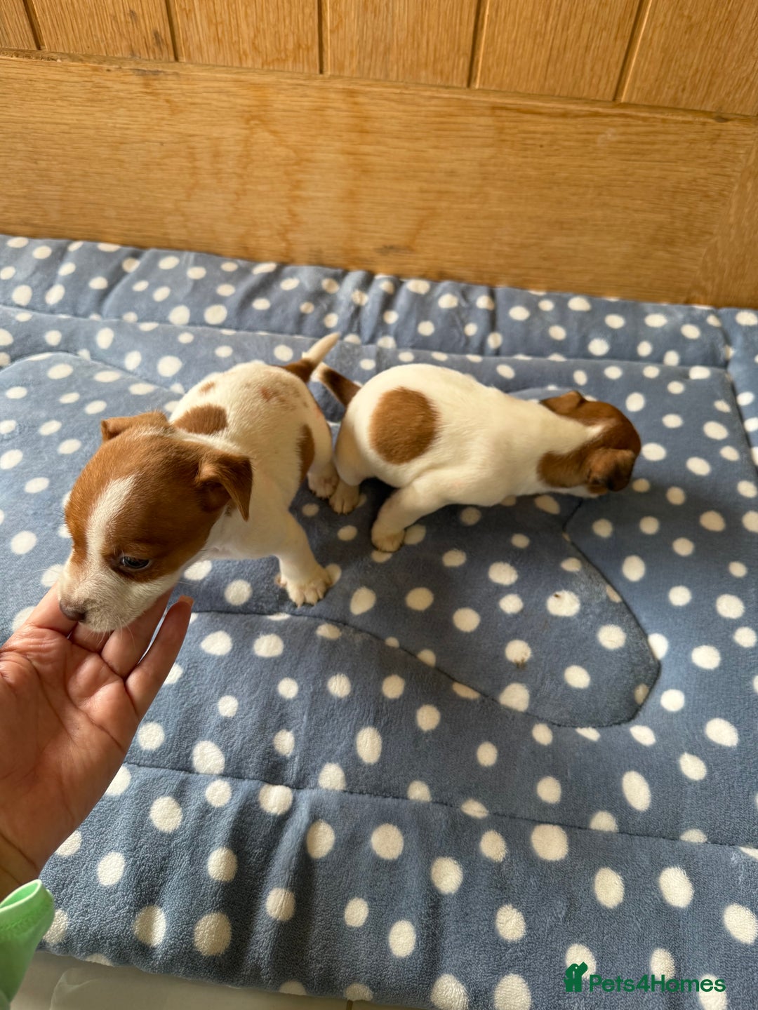 Jack Russell dogs for sale: Minature Jack Russell pups - Image 5