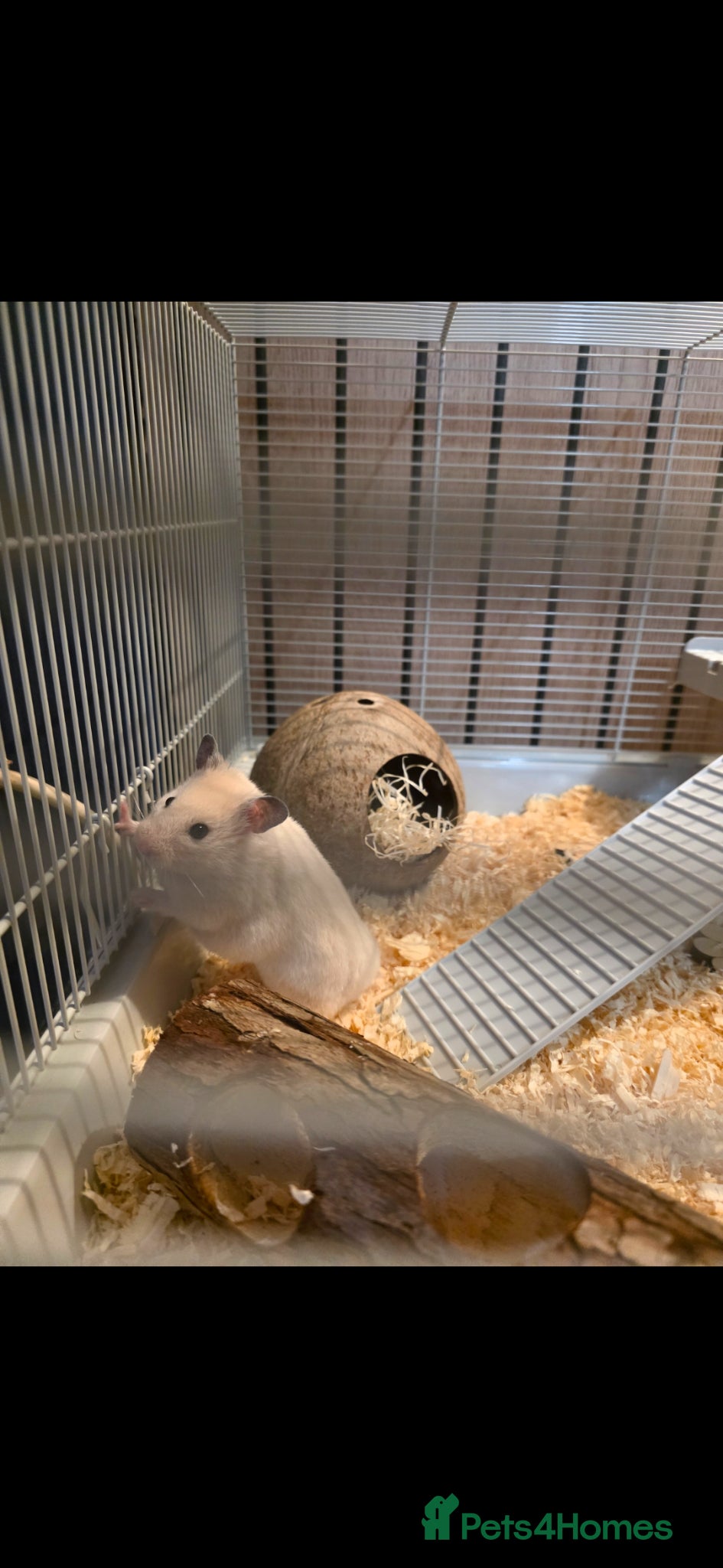 Hamster rodents Syrian hamster  - Advert 1