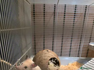 Hamster rodents Syrian hamster - Advert 5