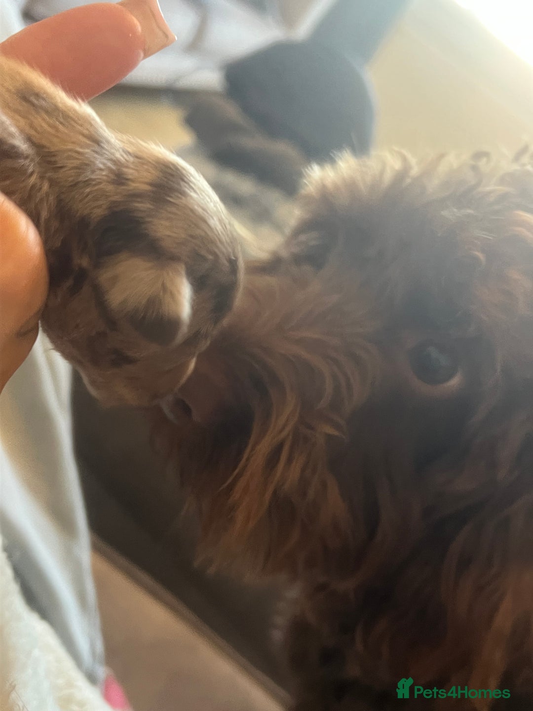 Mixed Breed dogs for sale: LAST GIRL 🩷 daxipoo - Advert 19