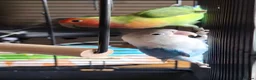 Lovebirds birds for sale: Love birds looking for new home.Price for twobirds in London - Advert 2
