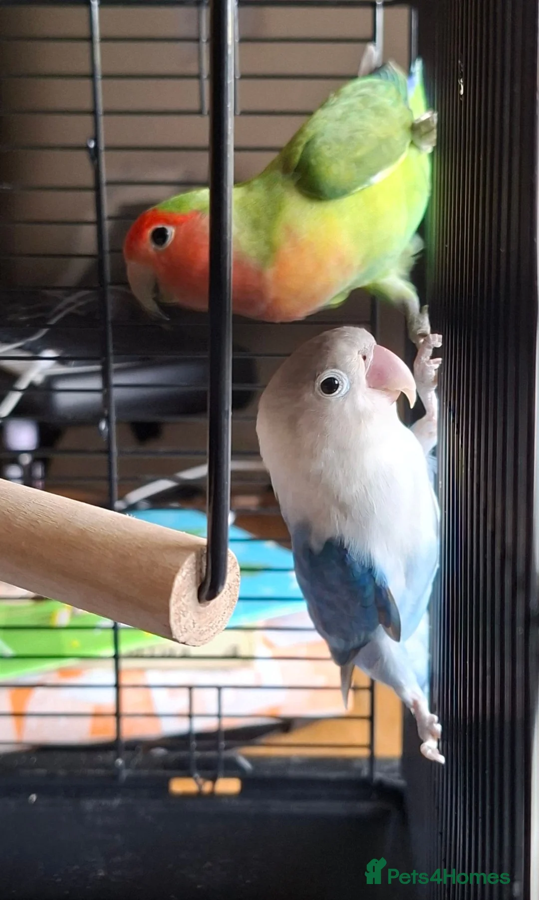 Lovebirds birds for sale: Love birds looking for new home.Price for twobirds in London - Advert 2