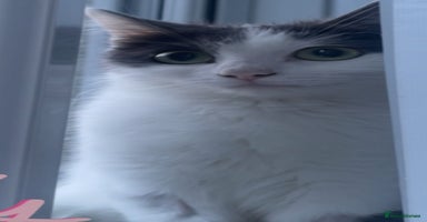 Mixed Breed cats - Advert 16