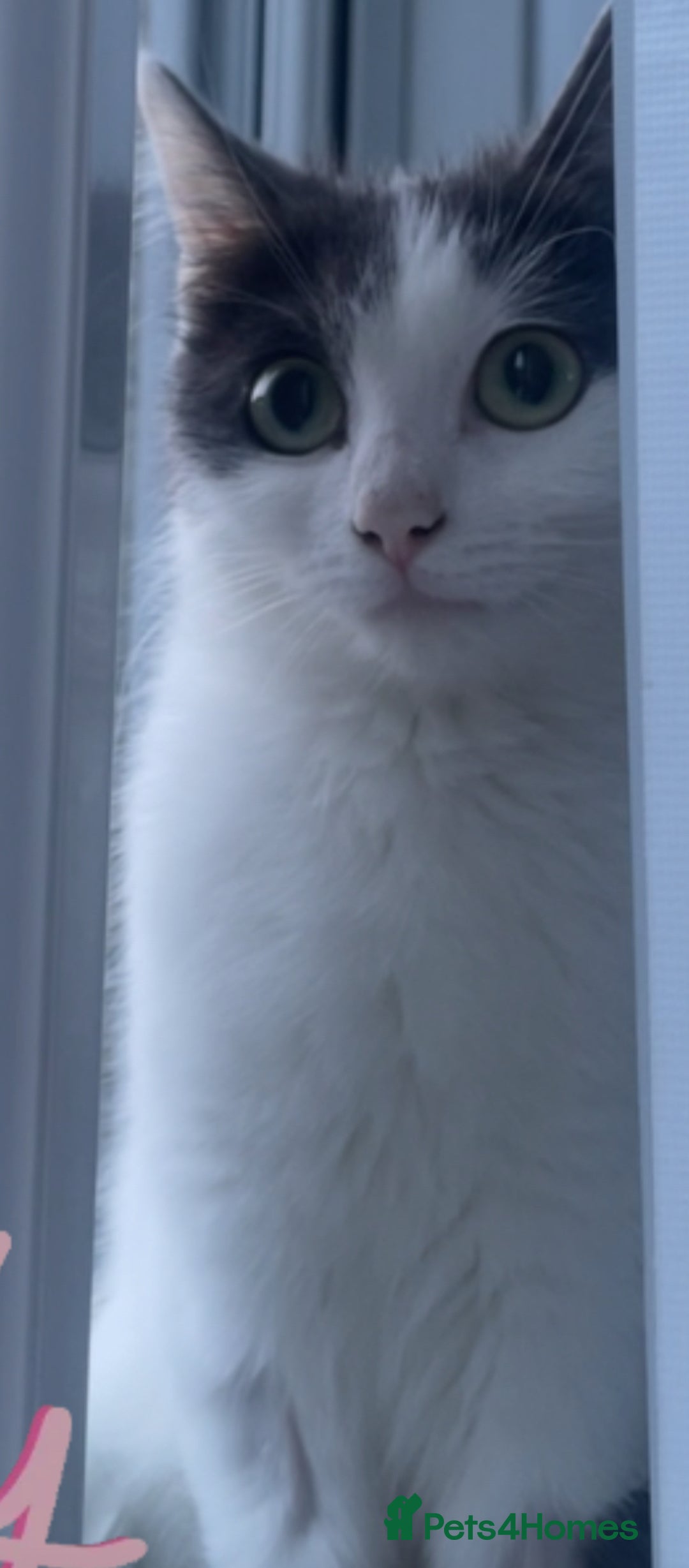 Mixed Breed cats for sale: Loving indoor cat looking for new home - Image 2
