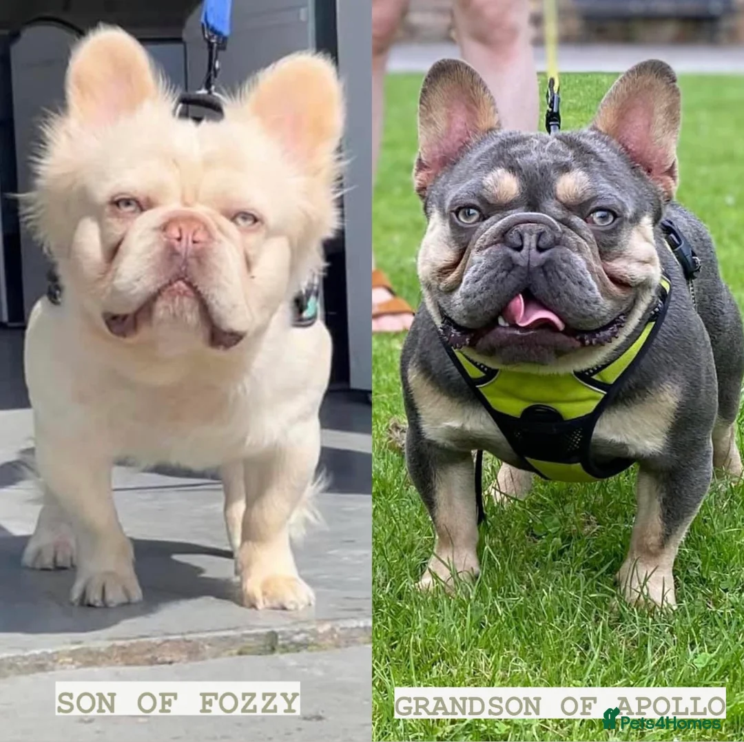 French Bulldog dogs for stud: L4 FLUFFY STUD - LILAC & TAN in Consett - Advert 9