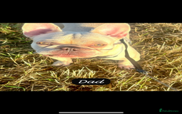 French Bulldog dogs for sale: REDUCED - FINAL 3 FRENCH BULLDOG PUPPIES - Advert 12