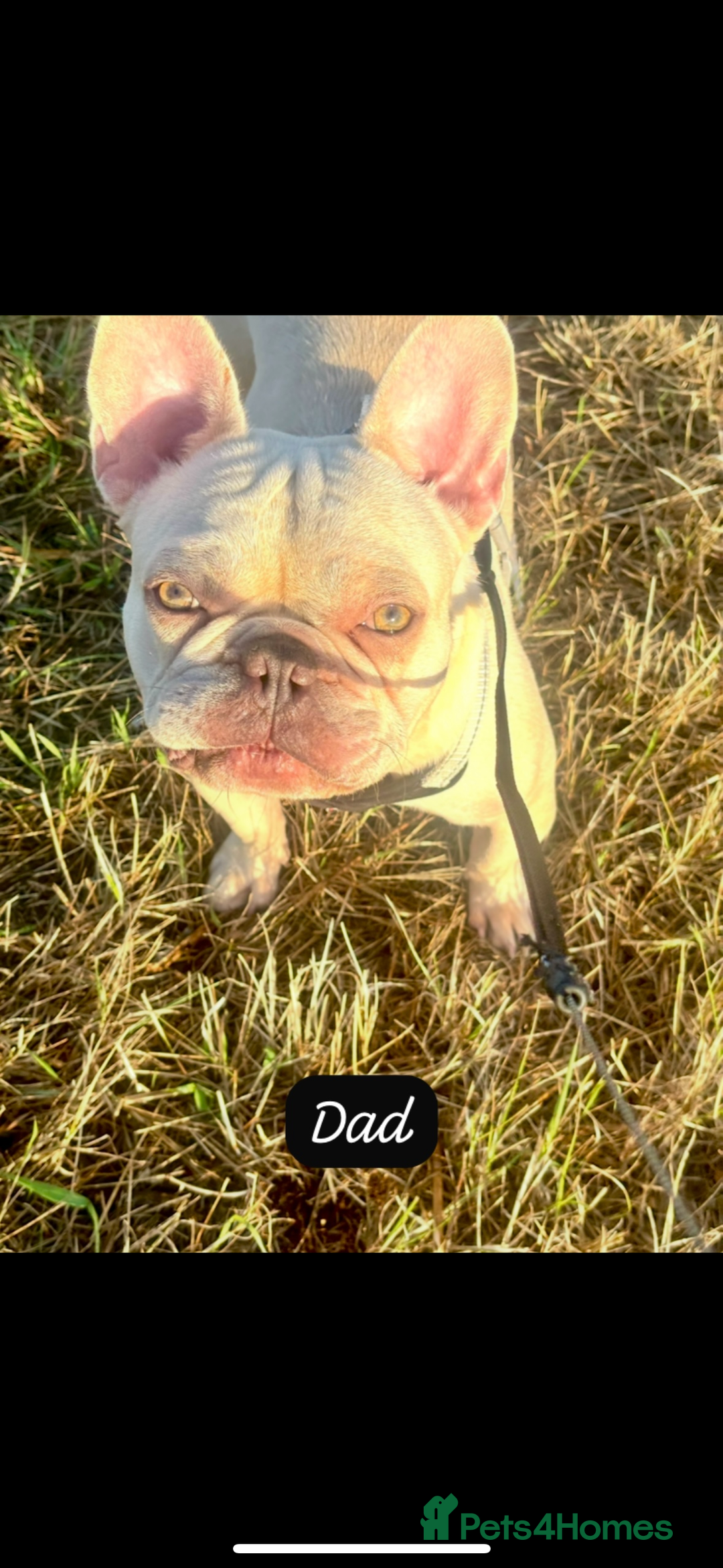 French Bulldog dogs for sale: REDUCED - FINAL 3 FRENCH BULLDOG PUPPIES - Advert 12