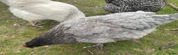 Chickens poultry for sale: Stolen Flock PLEASE HELP RARE BANTAMS  - Advert 12