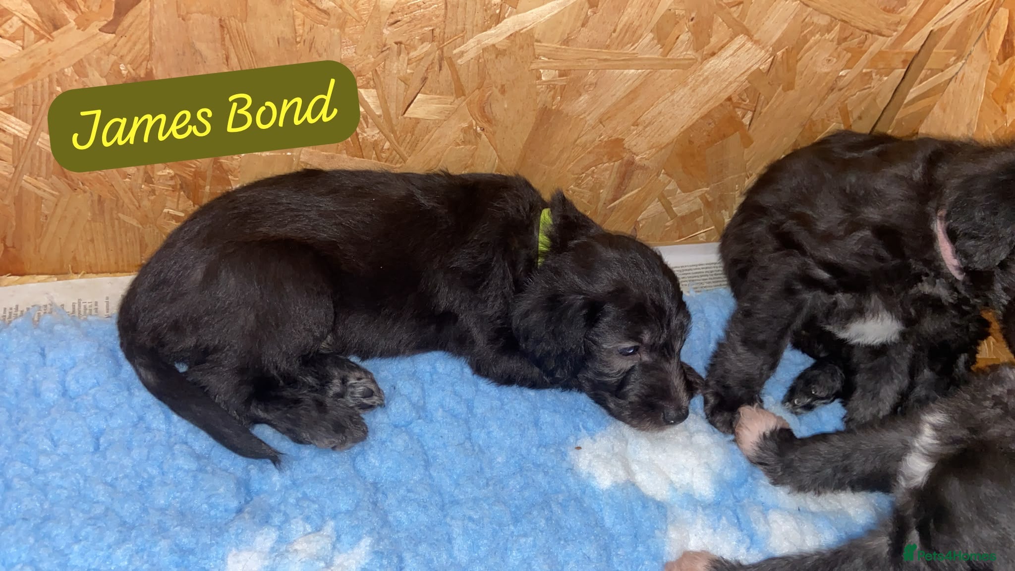 Mixed Breed dogs for sale: Beautiful Bedlington whippet puppies for sale - Advert 2