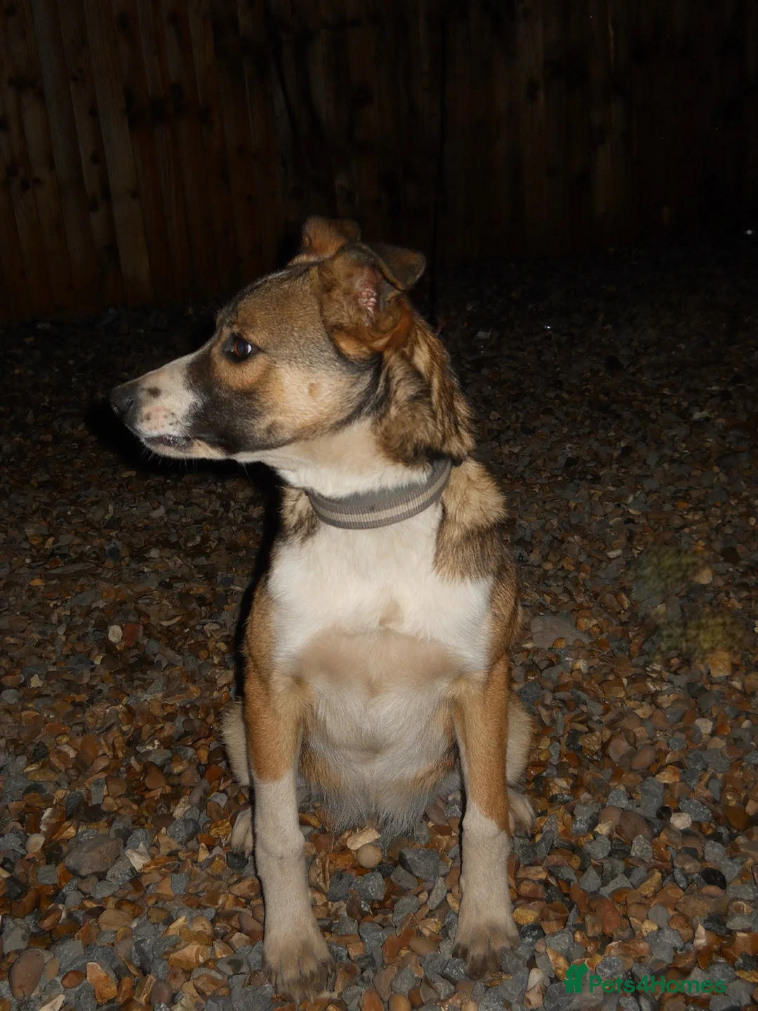 Border Collie dogs for sale: Border collie girl puppy - Advert 2