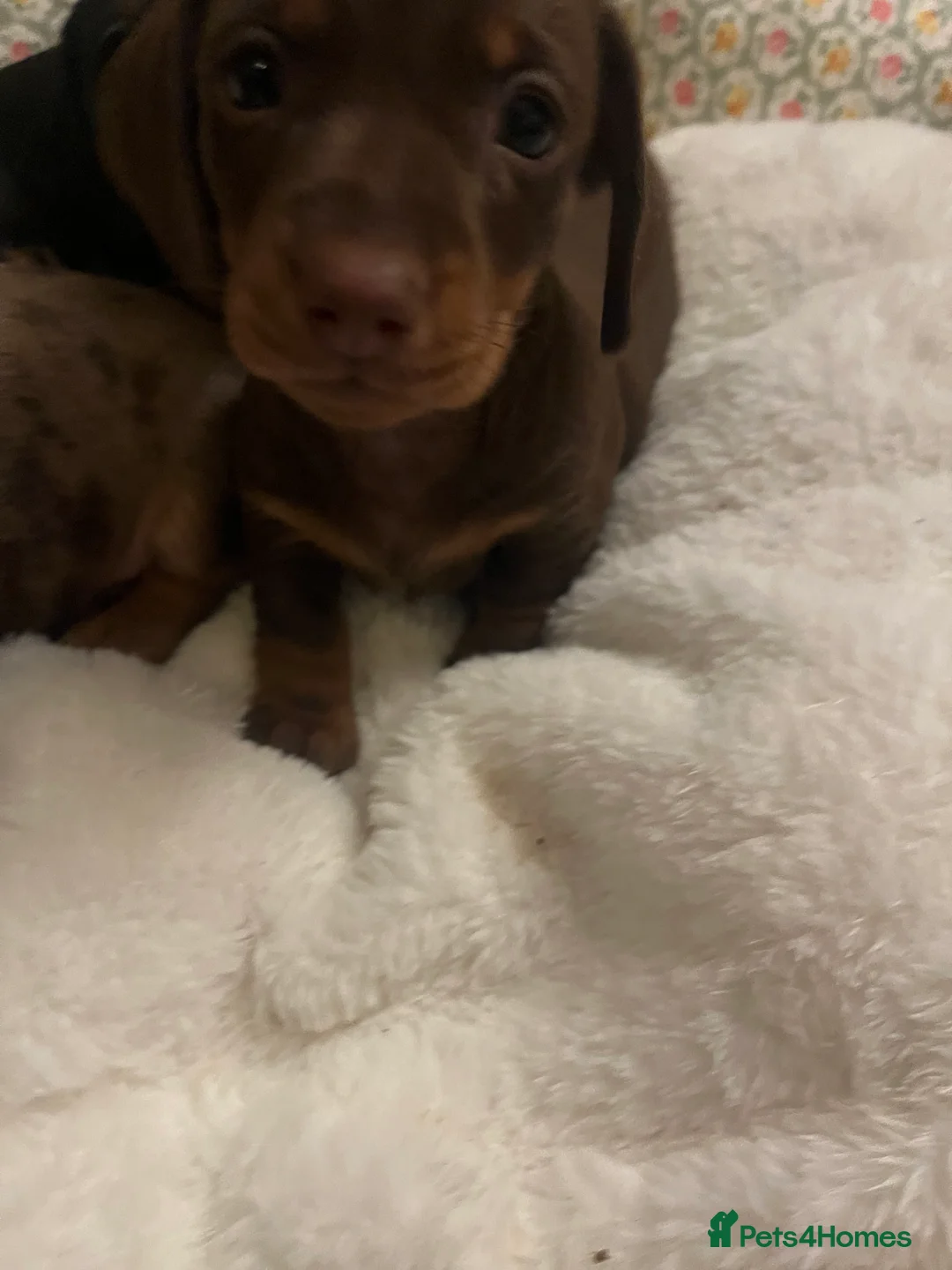 Dachshund dogs for sale: 🐾 Beautiful Dachshund Puppies Available 🐾 - Advert 15