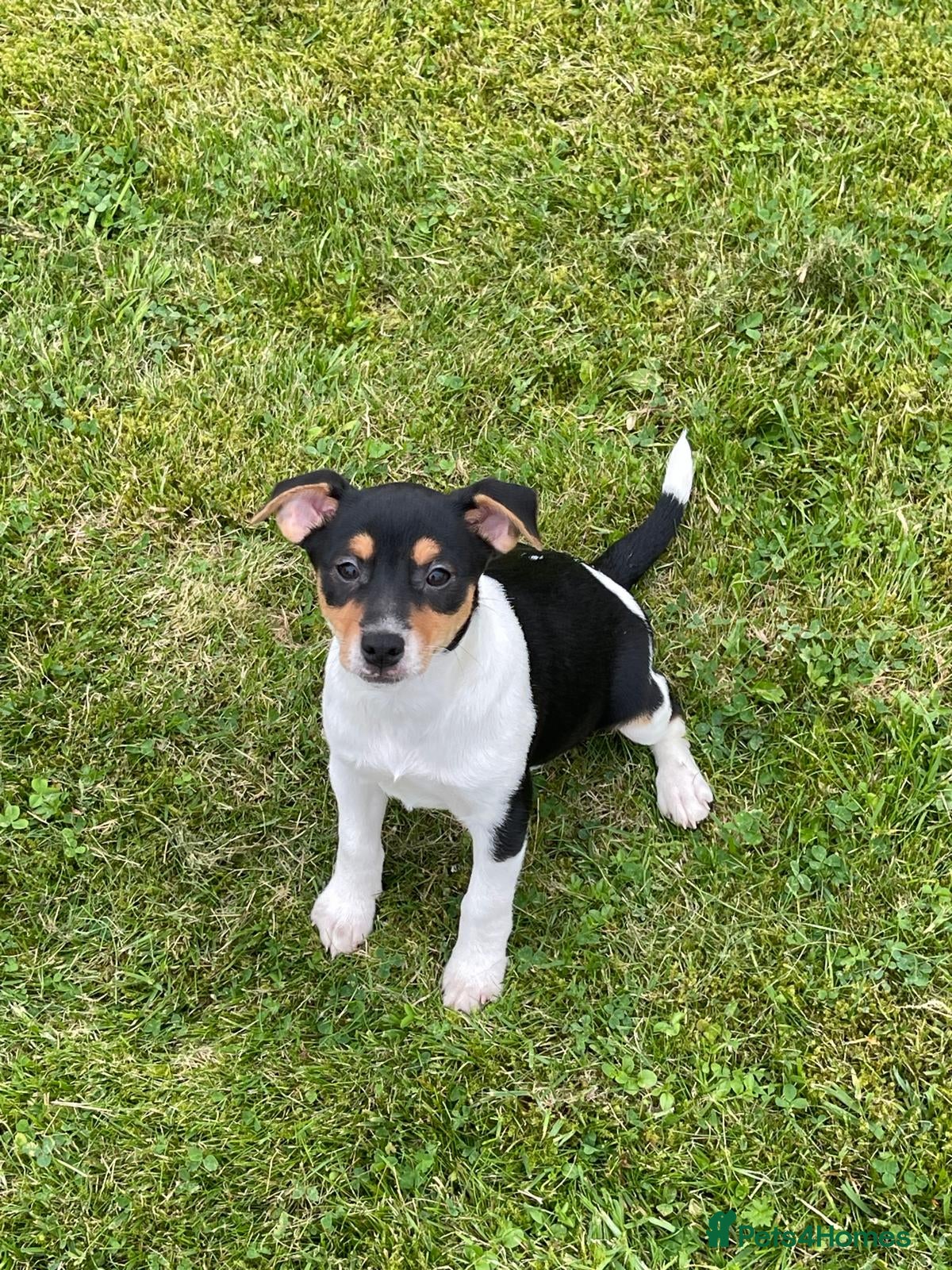 Jack Russell dogs Jack Russell pups - Advert 3