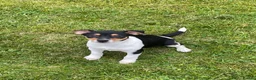 Jack Russell dogs for sale: Jack Russell pups - Advert 2