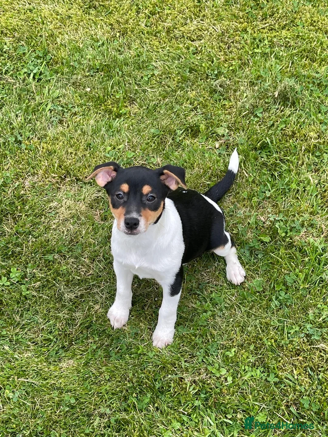 Jack Russell dogs for sale: Jack Russell pups - Advert 2
