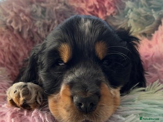 Cocker Spaniel dogs Champion Bloodlines KC Reg Show Cocker Spaniels - Advert 5