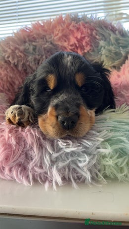 Cocker Spaniel dogs Champion Bloodlines KC Reg Show Cocker Spaniels - Advert 4